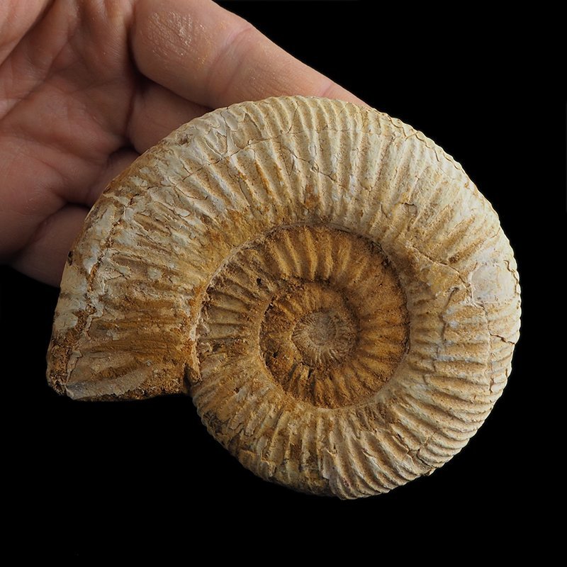 AMONIT Perisphinctes - 101 mm - JURA GÓRNA - MADAGASKAR