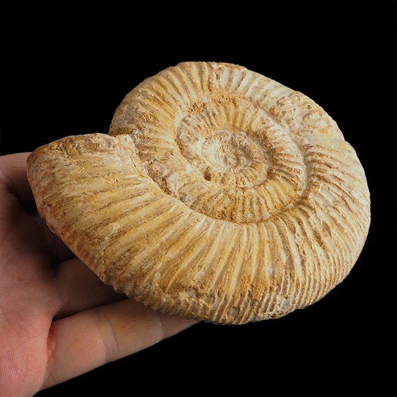 AMONIT Perisphinctes - 116 mm - JURA GÓRNA - MADAGASKAR