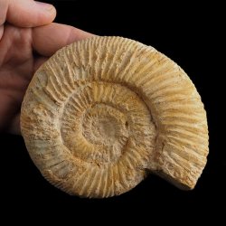 AMONIT Perisphinctes - 116 mm - JURA GÓRNA - MADAGASKAR