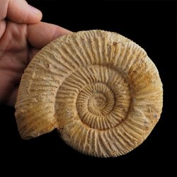 AMONIT Perisphinctes - 116 mm - JURA GÓRNA - MADAGASKAR