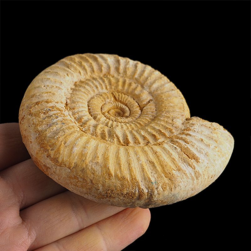 AMONIT Perisphinctes - 91 mm - JURA GÓRNA - MADAGASKAR