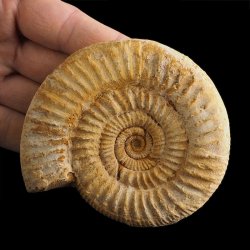 AMONIT Perisphinctes - 91 mm - JURA GÓRNA - MADAGASKAR