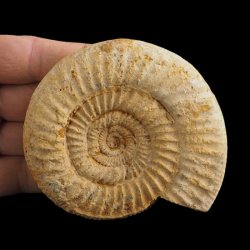 AMONIT Perisphinctes - 91 mm - JURA GÓRNA - MADAGASKAR