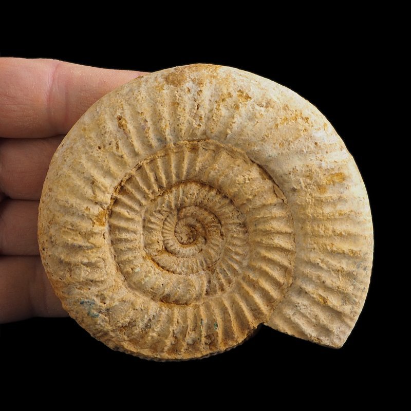 AMONIT Perisphinctes - 91 mm - JURA GÓRNA - MADAGASKAR