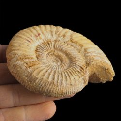 AMONIT Perisphinctes - 85 mm - JURA GÓRNA - MADAGASKAR