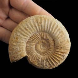 AMONIT Perisphinctes - 85 mm - JURA GÓRNA - MADAGASKAR