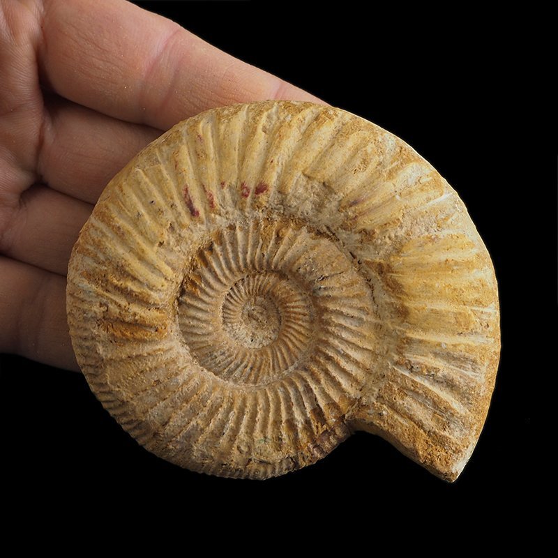 AMONIT Perisphinctes - 85 mm - JURA GÓRNA - MADAGASKAR