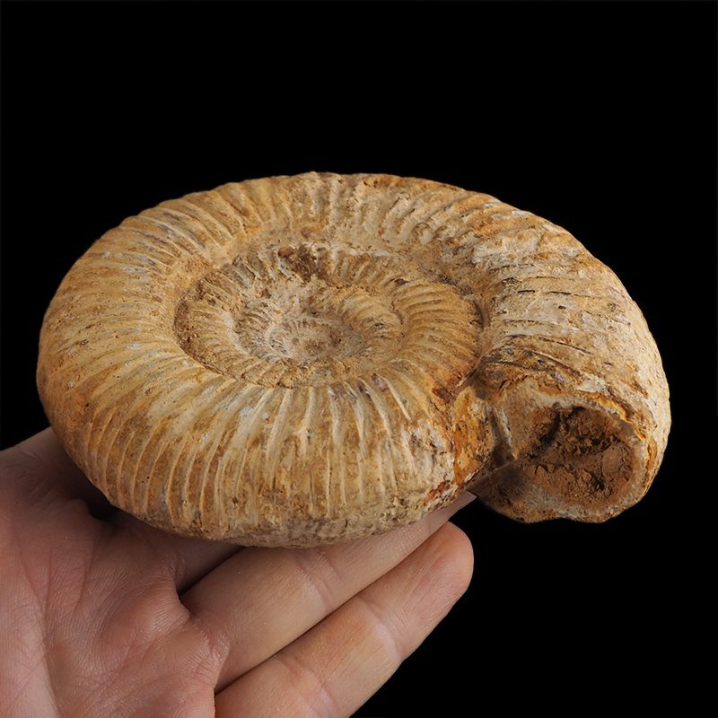 AMONIT Perisphinctes - 114 mm - JURA GÓRNA - MADAGASKAR