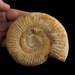AMONIT Perisphinctes - 114 mm - JURA GÓRNA - MADAGASKAR