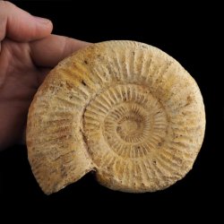 AMONIT Perisphinctes - 114 mm - JURA GÓRNA - MADAGASKAR