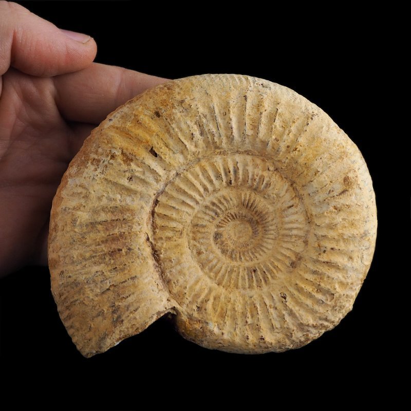 AMONIT Perisphinctes - 114 mm - JURA GÓRNA - MADAGASKAR