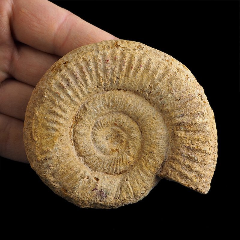 AMONIT Perisphinctes - 83 mm - JURA GÓRNA - MADAGASKAR