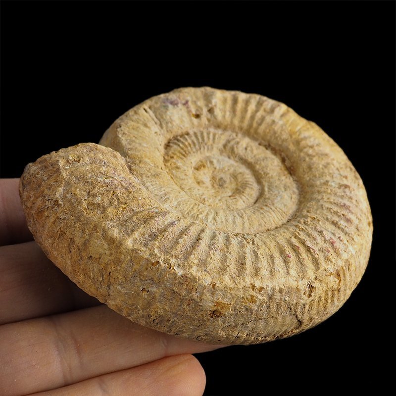 AMONIT Perisphinctes - 83 mm - JURA GÓRNA - MADAGASKAR