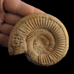 AMONIT Perisphinctes - 83 mm - JURA GÓRNA - MADAGASKAR