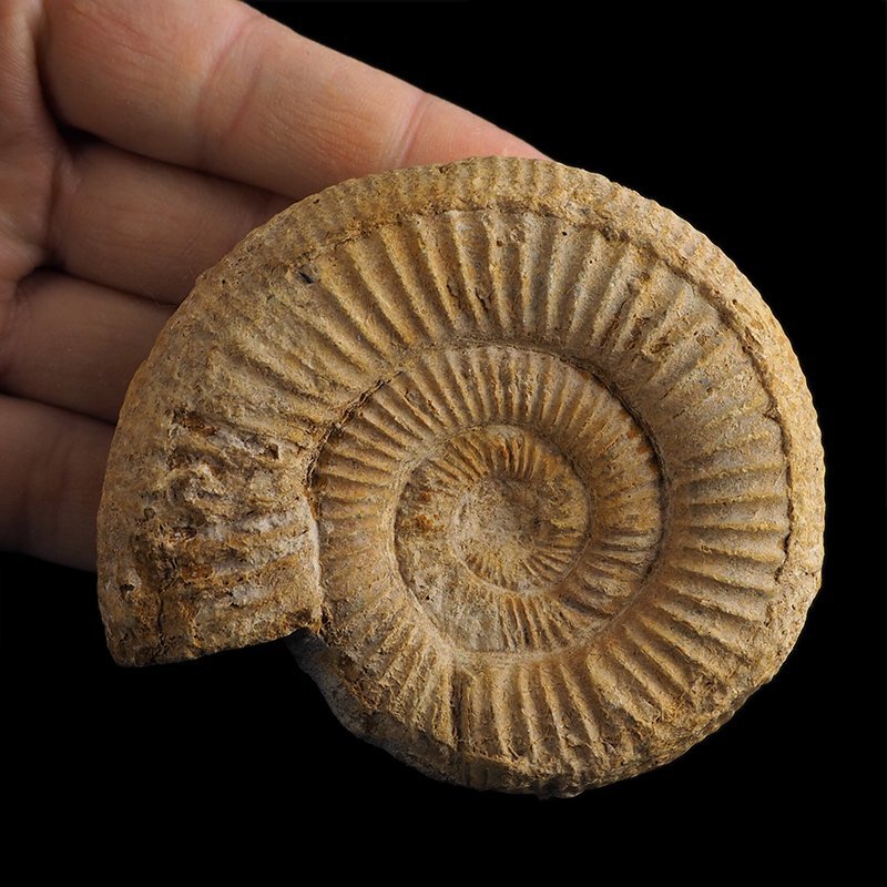 AMONIT Perisphinctes - 83 mm - JURA GÓRNA - MADAGASKAR