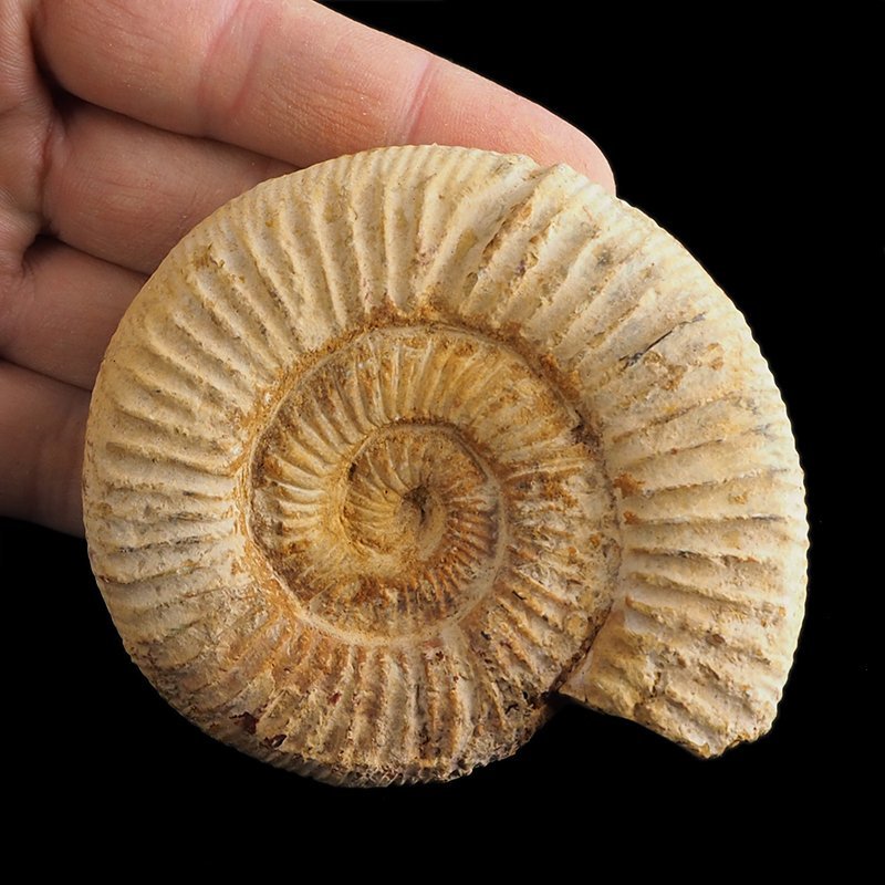 AMONIT Perisphinctes - 85 mm - JURA GÓRNA - MADAGASKAR