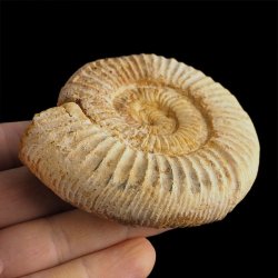 AMONIT Perisphinctes - 85 mm - JURA GÓRNA - MADAGASKAR