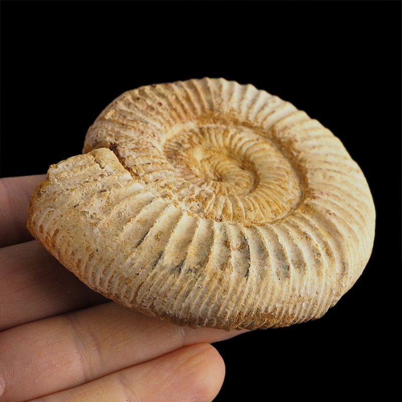 AMONIT Perisphinctes - 85 mm - JURA GÓRNA - MADAGASKAR