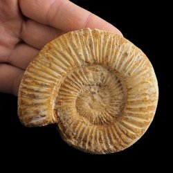 AMONIT Perisphinctes - 85 mm - JURA GÓRNA - MADAGASKAR