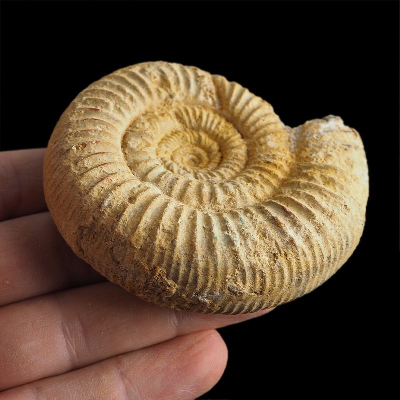 AMONIT Perisphinctes - 71 mm - JURA GÓRNA - MADAGASKAR