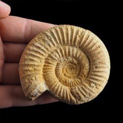 AMONIT Perisphinctes - 71 mm - JURA GÓRNA - MADAGASKAR