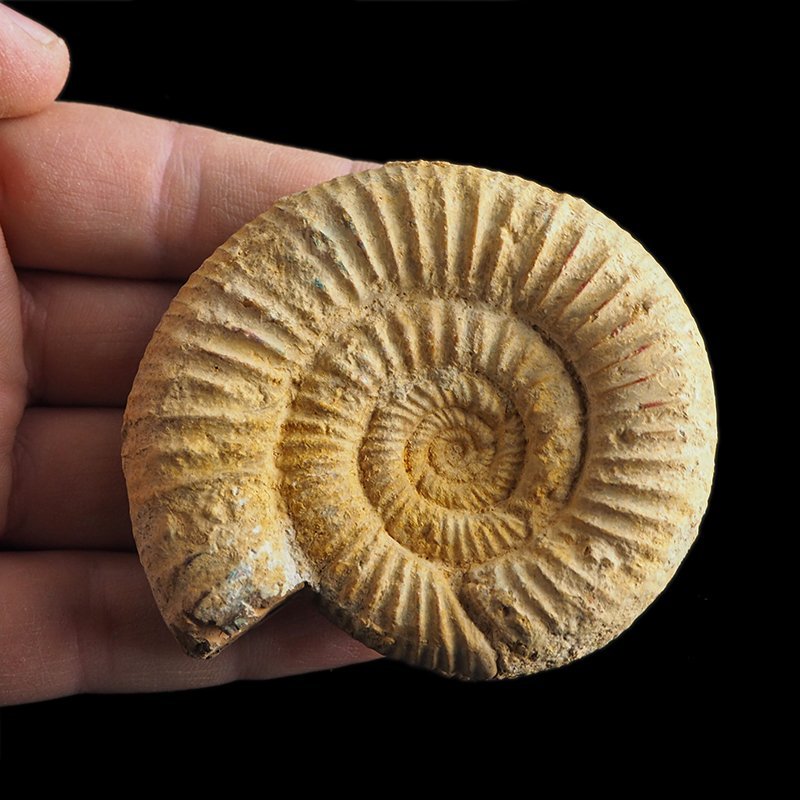 AMONIT Perisphinctes - 71 mm - JURA GÓRNA - MADAGASKAR