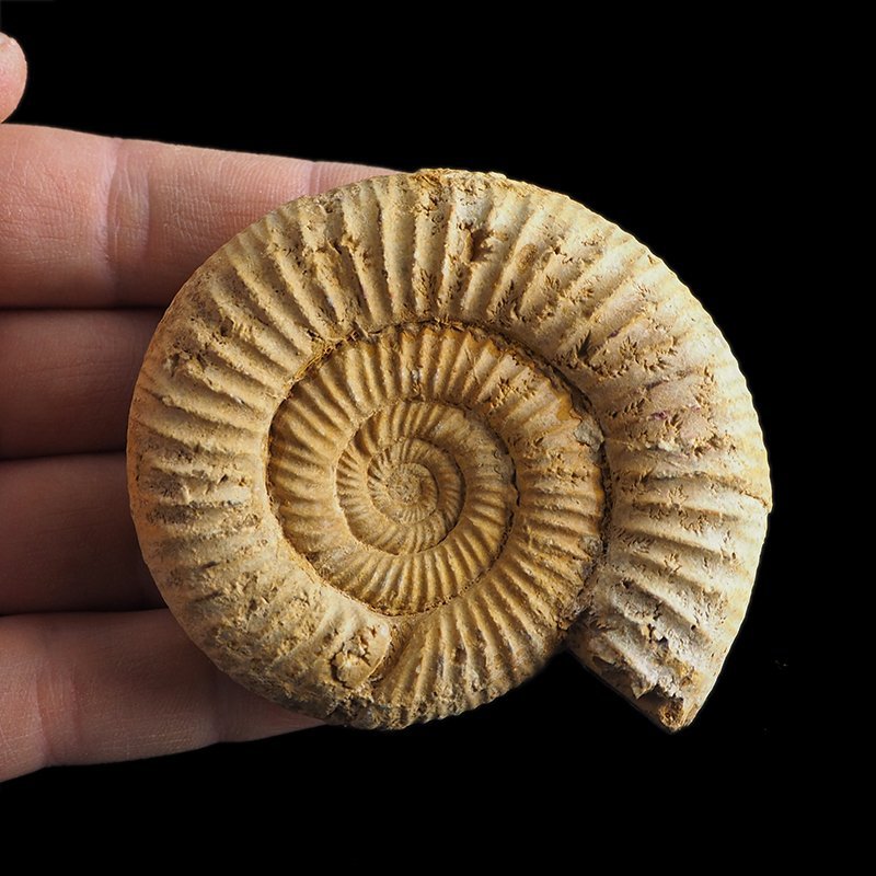 AMONIT Perisphinctes - 71 mm - JURA GÓRNA - MADAGASKAR