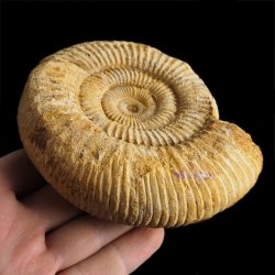 AMONIT Perisphinctes - 109 mm - JURA GÓRNA - MADAGASKAR