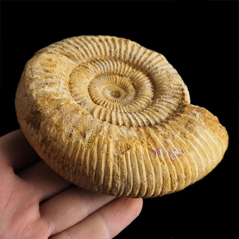 AMONIT Perisphinctes - 109 mm - JURA GÓRNA - MADAGASKAR