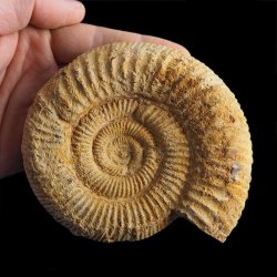 AMONIT Perisphinctes - 109 mm - JURA GÓRNA - MADAGASKAR