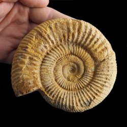 AMONIT Perisphinctes - 109 mm - JURA GÓRNA - MADAGASKAR
