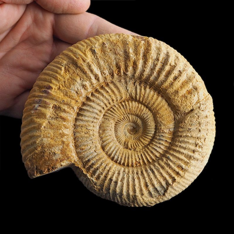 AMONIT Perisphinctes - 109 mm - JURA GÓRNA - MADAGASKAR