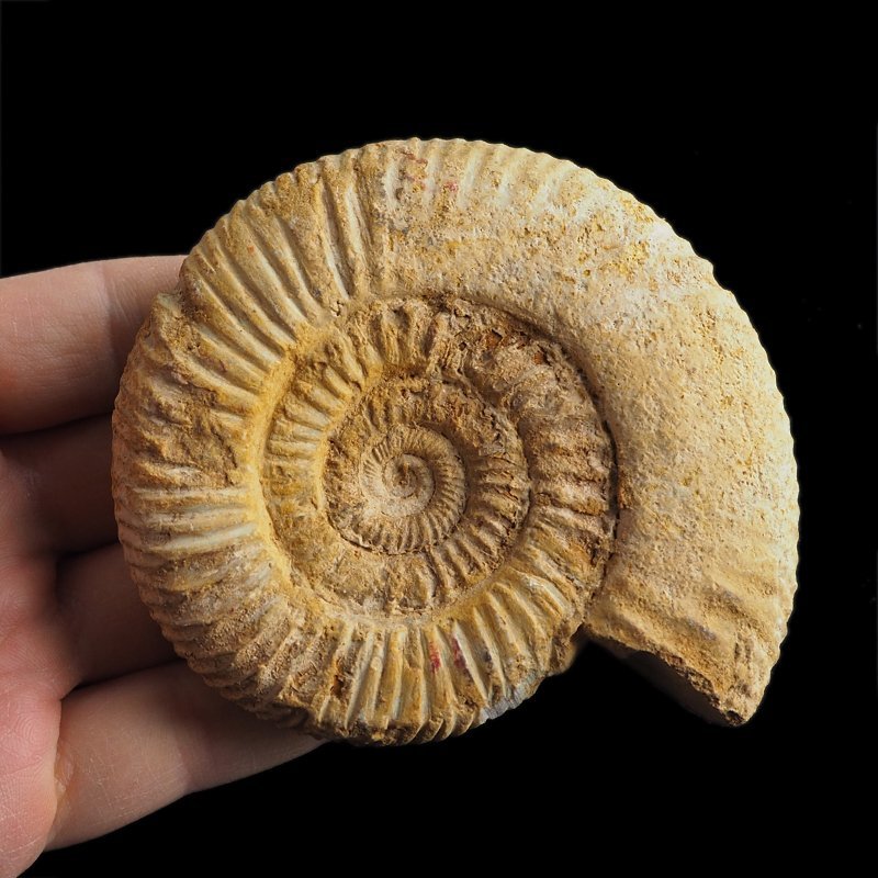 AMONIT Perisphinctes - 92 mm - JURA GÓRNA - MADAGASKAR