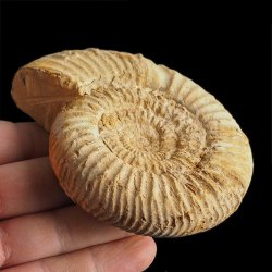 AMONIT Perisphinctes - 92 mm - JURA GÓRNA - MADAGASKAR