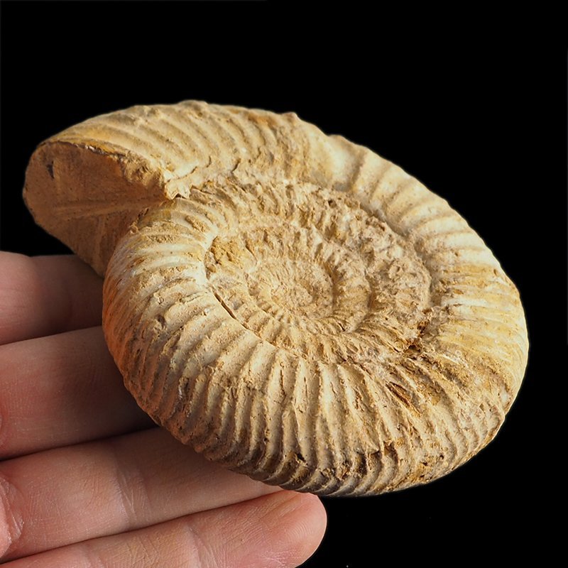 AMONIT Perisphinctes - 92 mm - JURA GÓRNA - MADAGASKAR