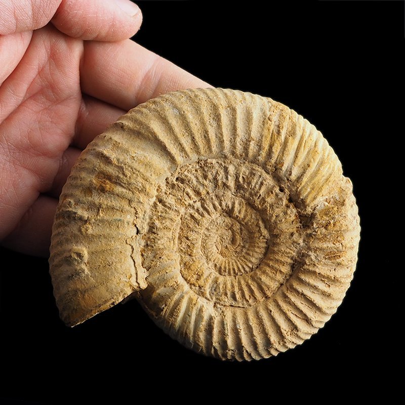AMONIT Perisphinctes - 92 mm - JURA GÓRNA - MADAGASKAR