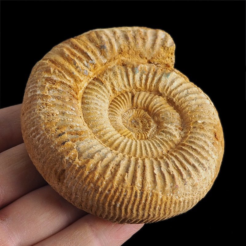 AMONIT Perisphinctes - 84 mm - JURA GÓRNA - MADAGASKAR