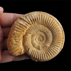 AMONIT Perisphinctes - 84 mm - JURA GÓRNA - MADAGASKAR
