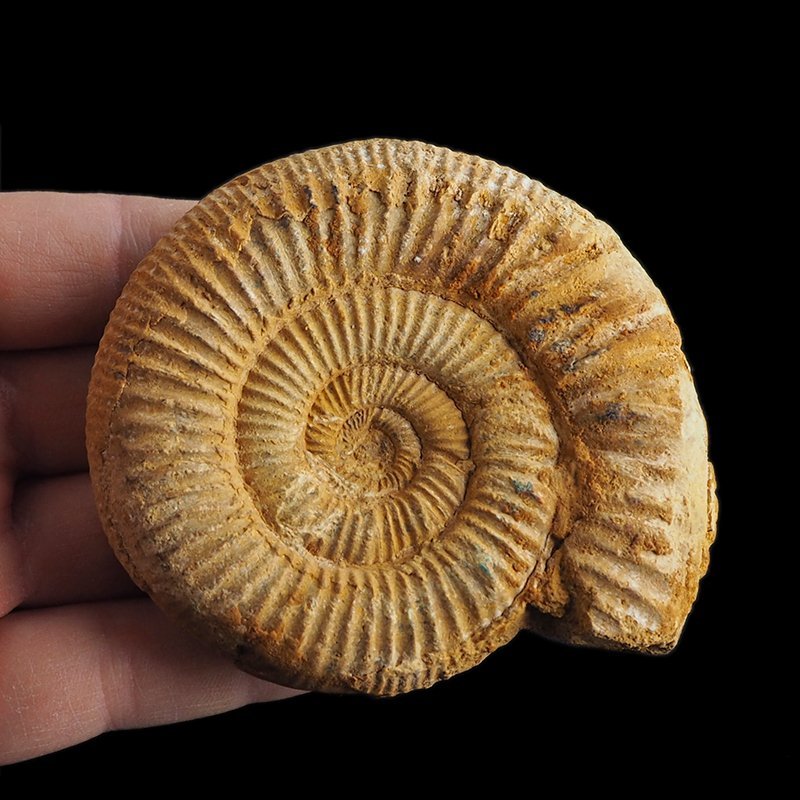 AMONIT Perisphinctes - 84 mm - JURA GÓRNA - MADAGASKAR