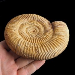 AMONIT Perisphinctes - 118 mm - JURA GÓRNA - MADAGASKAR