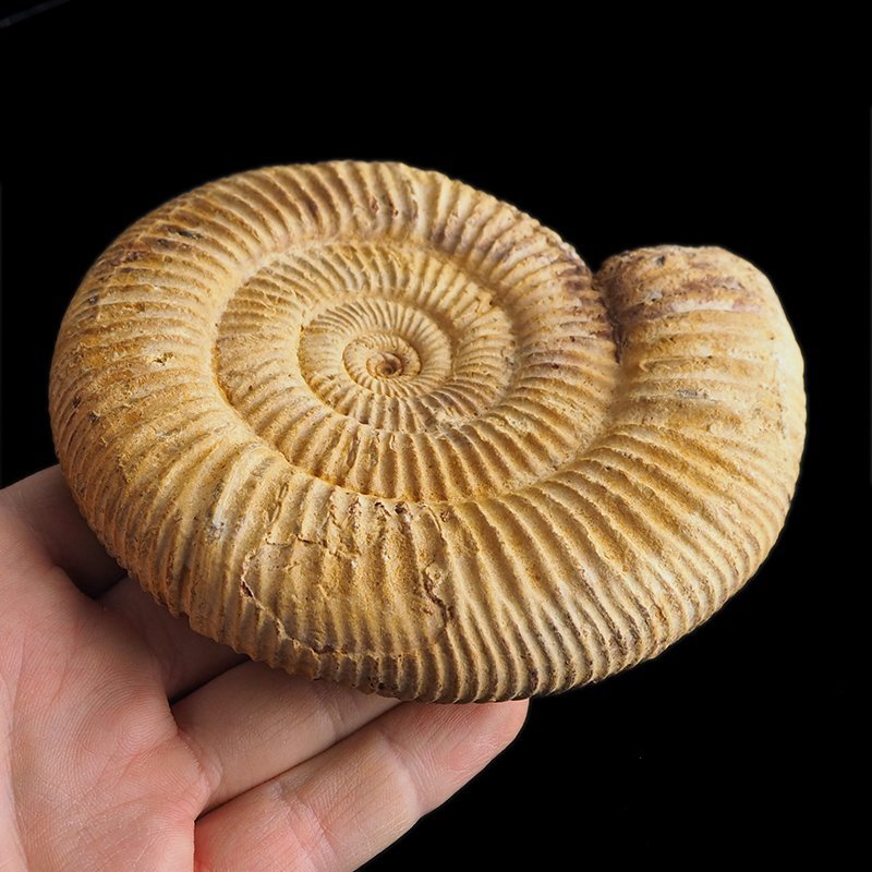 AMONIT Perisphinctes - 118 mm - JURA GÓRNA - MADAGASKAR
