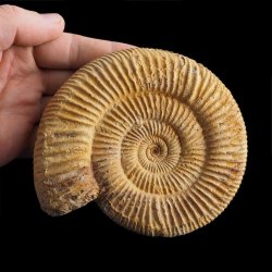 AMONIT Perisphinctes - 118 mm - JURA GÓRNA - MADAGASKAR