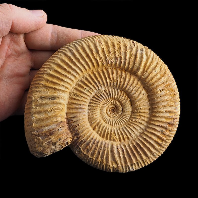 AMONIT Perisphinctes - 118 mm - JURA GÓRNA - MADAGASKAR