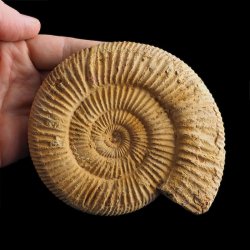 AMONIT Perisphinctes - 118 mm - JURA GÓRNA - MADAGASKAR