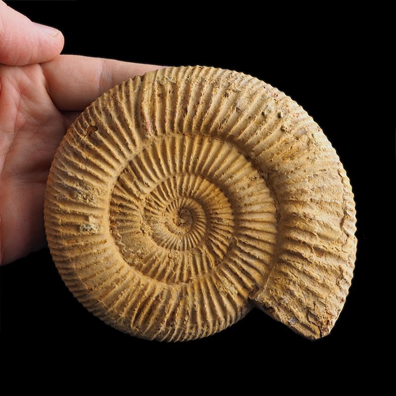 AMONIT Perisphinctes - 118 mm - JURA GÓRNA - MADAGASKAR
