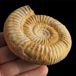 AMONIT Perisphinctes - 87 mm - JURA GÓRNA - MADAGASKAR