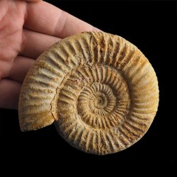 AMONIT Perisphinctes - 87 mm - JURA GÓRNA - MADAGASKAR