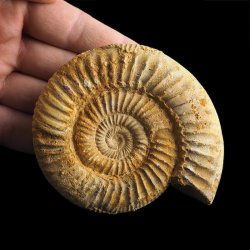 AMONIT Perisphinctes - 87 mm - JURA GÓRNA - MADAGASKAR