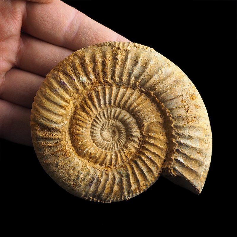 AMONIT Perisphinctes - 87 mm - JURA GÓRNA - MADAGASKAR