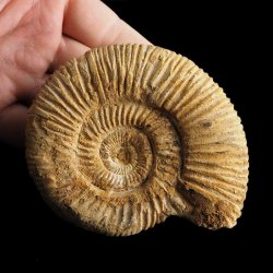 AMONIT Perisphinctes - 93 mm - JURA GÓRNA - MADAGASKAR
